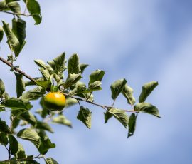 Die Kirschen in Nachbars Garten Apfelbaumast mit grünem Apfel vor blauem Himmel