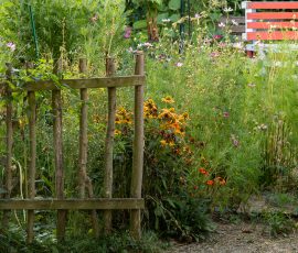 Die Kirschen in Nachbars Garten Blumenbeet in einem naturnahen Garten mit Holzzaun