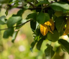 Die Kirschen in Nachbars Garten Grüne Äpfel auf einem Baum mit gelben Blättern im Sonnenlicht