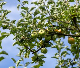 Die Kirschen in Nachbars Garten Grüne Äpfel an Baum im Sommer vor blauem Himmel