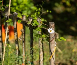 Die Kirschen in Nachbars Garten Wilder Gartenzaun mit blühender Gänseblümchenpflanze und natürlichem Hintergrund