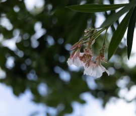Die Kirschen in Nachbars Garten Oleanderblüten im Garten mit verschwommenem Hintergrund