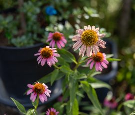 Die Kirschen in Nachbars Garten Rosa Echinacea-Blüten im Garten