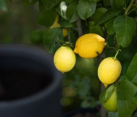 Die Kirschen in Nachbars Garten Reife Zitronen am Zitronenbaum im Garten
