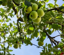 Die Kirschen in Nachbars Garten Grüne Äpfel hängen an einem Baum gegen blauen Himmel