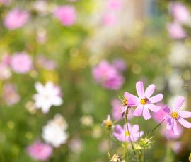Die Kirschen in Nachbars Garten Blühende rosa Kosmosblumen im Sommergarten