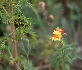 Die Kirschen in Nachbars Garten Nahaufnahme von Löwenmäulchenblüten im Garten