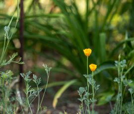 Die Kirschen in Nachbars Garten Gelbe Wildblumen im Garten mit grünen Pflanzen im Hintergrund