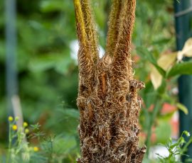 Die Kirschen in Nachbars Garten Nahaufnahme eines Baumfarns mit grüner Umgebung