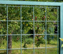 Die Kirschen in Nachbars Garten Obstgarten mit Apfelbäumen hinter einem Metallzaun, grüne Sommerlandschaft