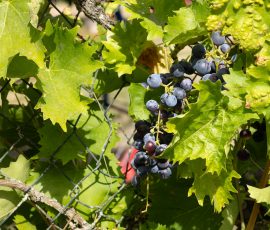 Die Kirschen in Nachbars Garten Reife blaue Trauben mit grünen Blättern im Weinberg