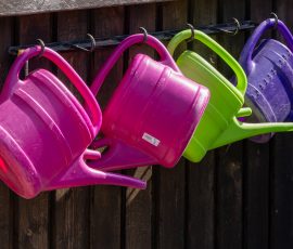 Die Kirschen in Nachbars Garten Bunte Gießkannen hing an einem Holzzaun