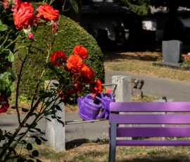 Die Kirschen in Nachbars Garten Friedhofsbank mit lila Anstrich neben roten Rosen und Gießkanne