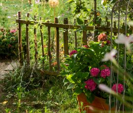 Die Kirschen in Nachbars Garten Bunter Garten mit Holzzaun und rosa Hortensien im Vordergrund
