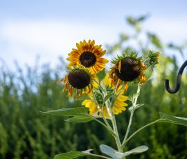 Die Kirschen in Nachbars Garten Sonnenblumen im Garten unter blauem Himmel